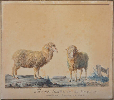 Mouton mérinos d'Arles laine.