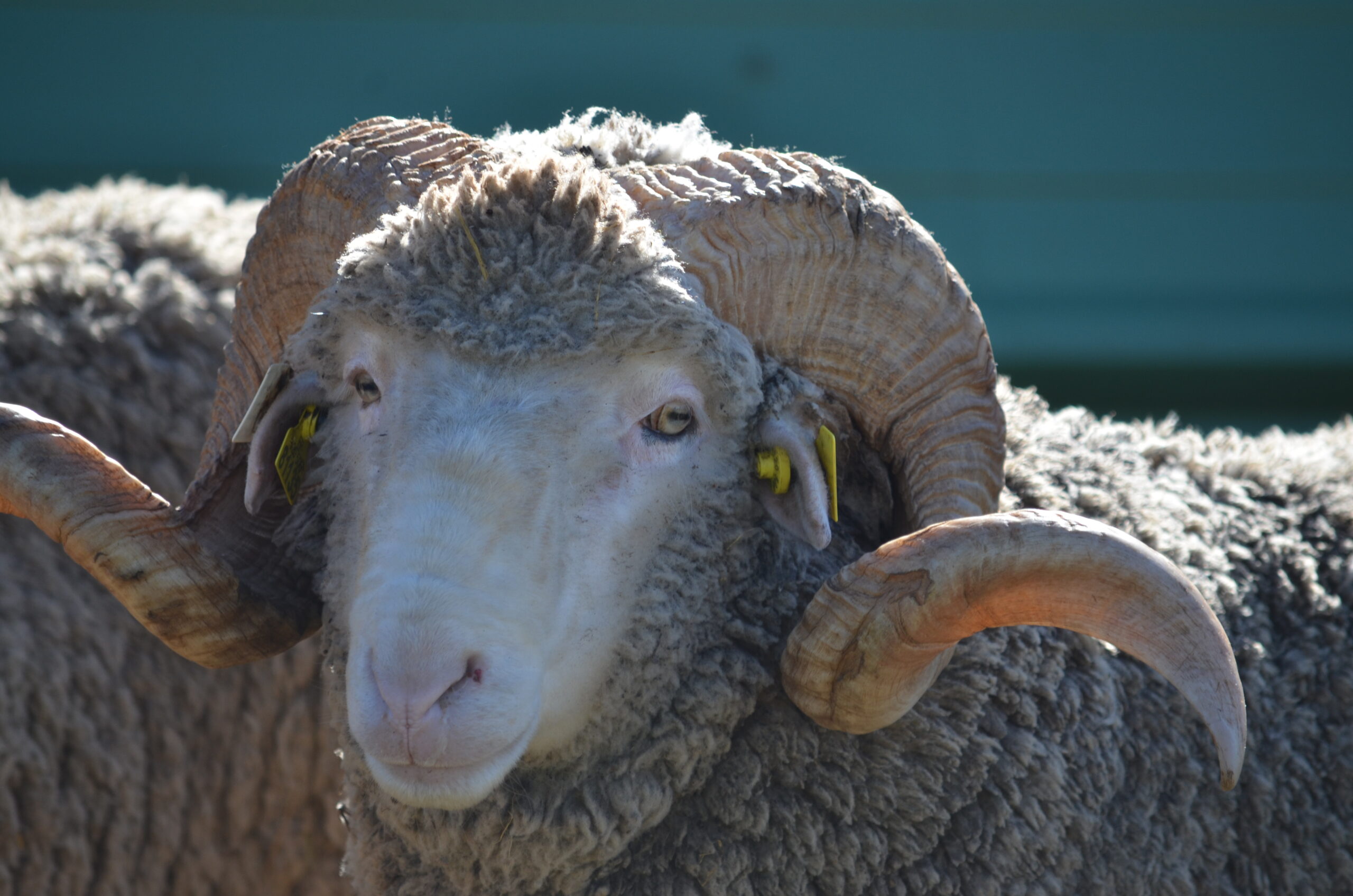 Mouton mérinos d'Arles.