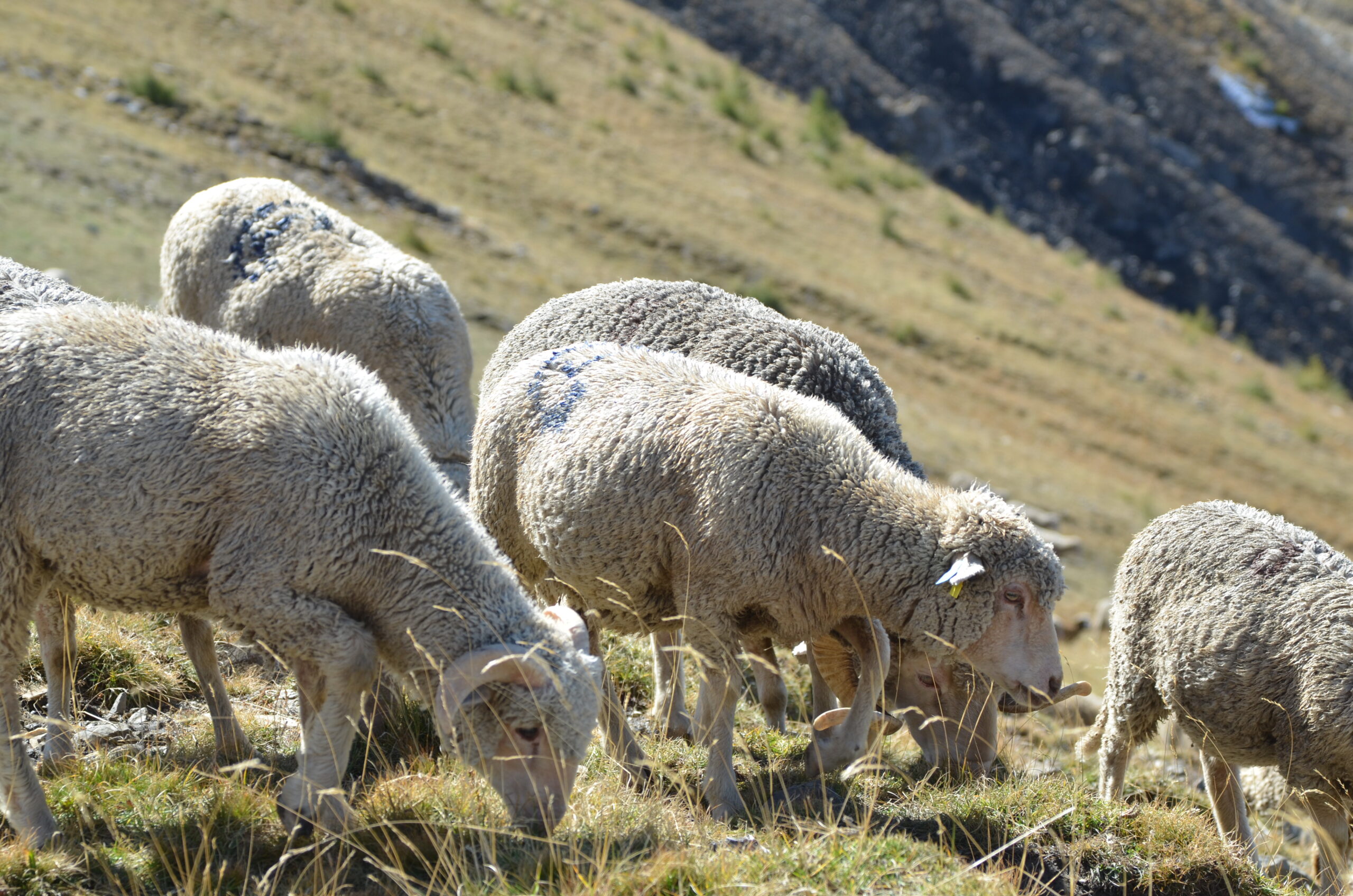 Pâturage et moutons mérinos d'Arles.