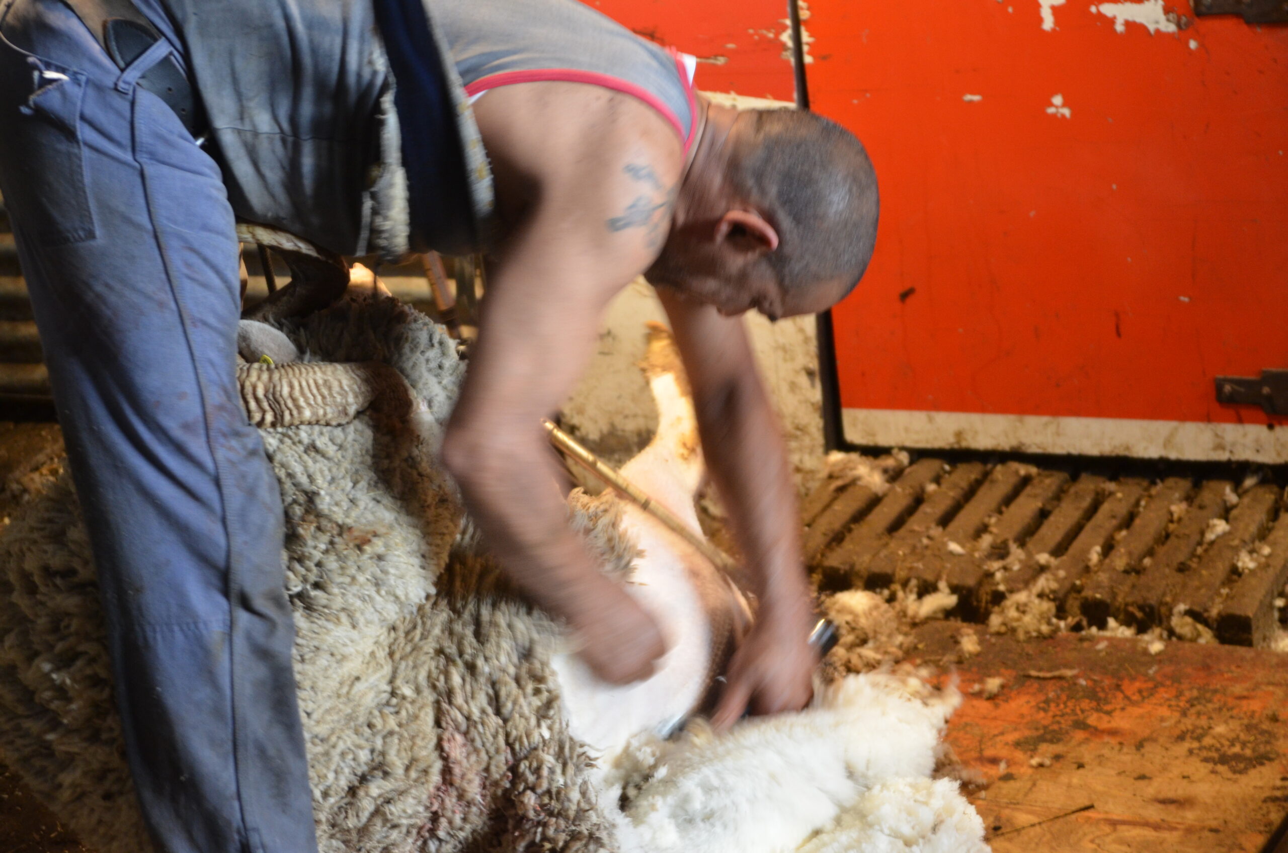 tonte-merinos-arles-laine