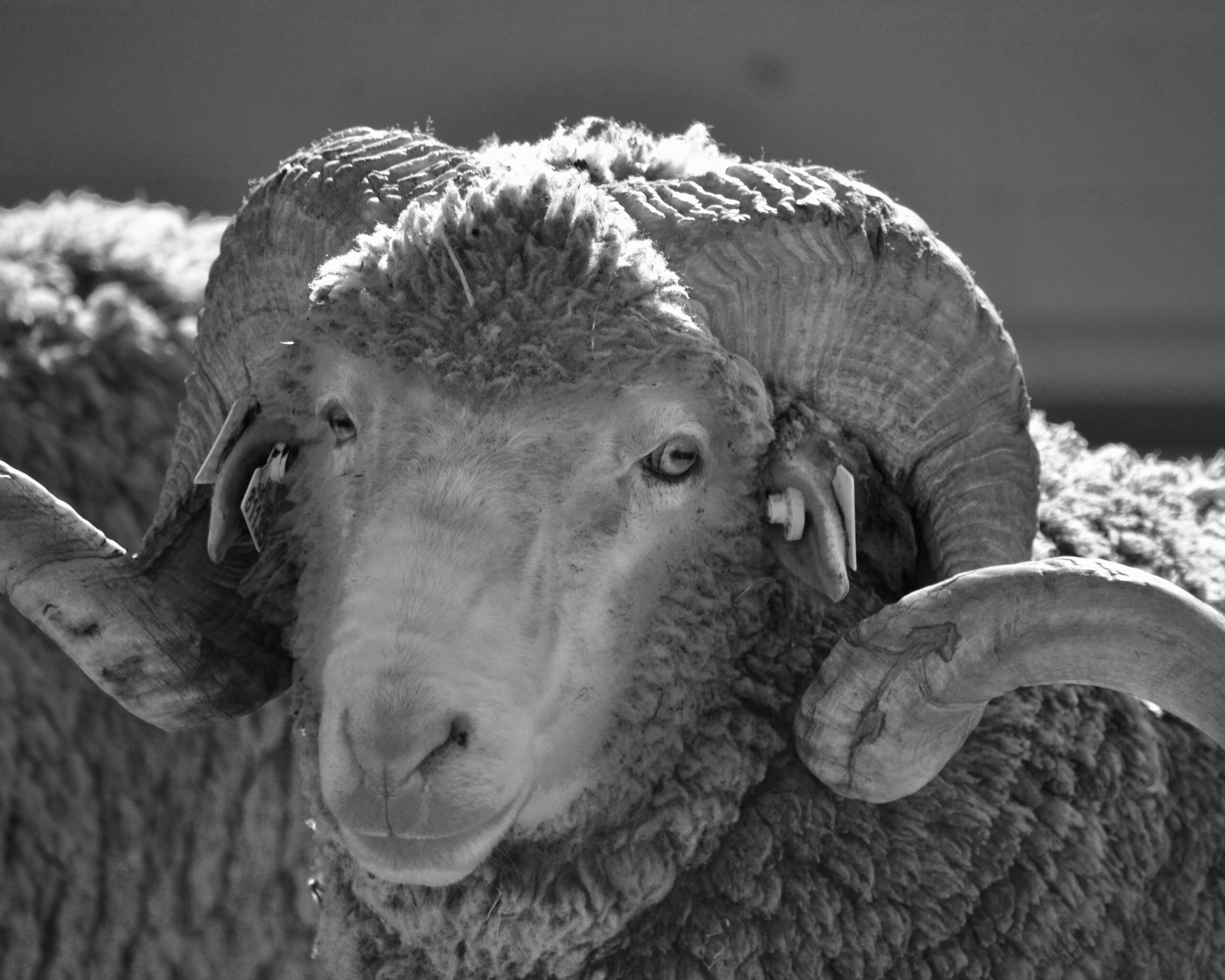 Mouton mérinos d'Arles, matière première française.